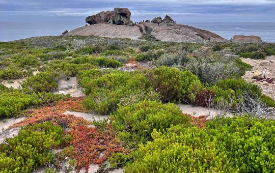 Remarkable new vegetation